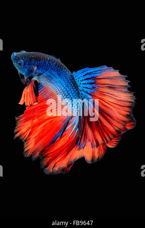 Betta pesce, siamese fighting fish, Betta splendens isolati su sfondo nero Foto Stock