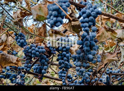 Mature black mazzetto di uva per vite fuori ordine dietro il gelo, Benkovski, Sofia, Bulgaria Foto Stock