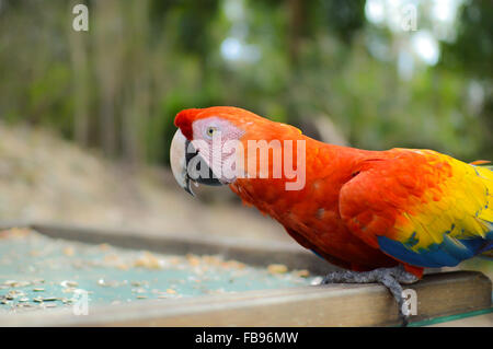 Pappagalli Macaw venite per alimentare per il sito archeologico di Copan rovine, Honduras Foto Stock