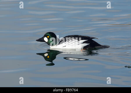 Comune di Goldeneye anatra (Bucephala clangula) nuoto sul lago Foto Stock