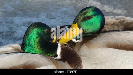 Due Mallard duck i draghetti di lotta contro il territorio sulla coperta di neve gelido inverno congelati lago Foto Stock