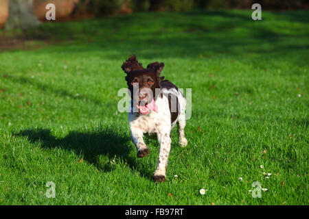 Inglese Springer Spaniel, marrone e fegato, marrone e bianco, canino, Gun Dog, energico, attivo, lavoratore duro, lavoro sul campo, attento desideroso, bello, animale domestico Foto Stock