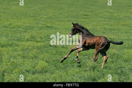 Un purosangue frisky colt si gode la sua libertà di frolic in un campo erboso in Kentucky, la stato di bluegrass che è noto per il suo allevamento di cavalli fattorie e famosa corsa di cavalli, il Kentucky Derby, eseguire ogni maggio a Churchill Downs a Louisville, Kentucky, Stati Uniti d'America. Foto Stock