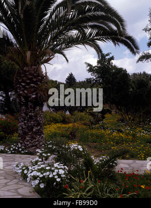 White osteospermum crescendo accanto al sentiero lastricato in giardino marocchino con le calendule giallo Foto Stock