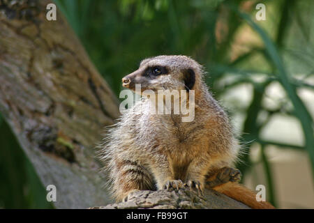 Meerkat su registro Foto Stock