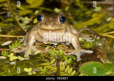 Maschio di chiamata Peron la raganella, Litoria peronii, a Glenbrook, Nuovo Galles del Sud, Australia. Foto Stock