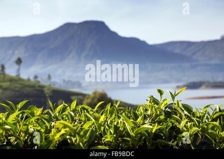 Vista spettacolare Maussakelle serbatoio (Maskeliya lago) intorno Adam's Peak (Sri Pada) in Sri Lanka, in Asia Foto Stock