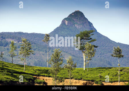 Vista spettacolare Maussakelle serbatoio (Maskeliya lago) su Adam's Peak (Sri Pada) in Sri Lanka, in Asia Foto Stock