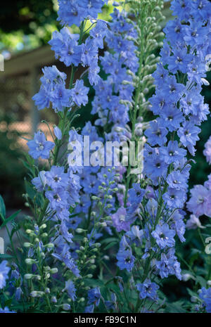 Close-up di un blu brillante delphiniums Foto Stock