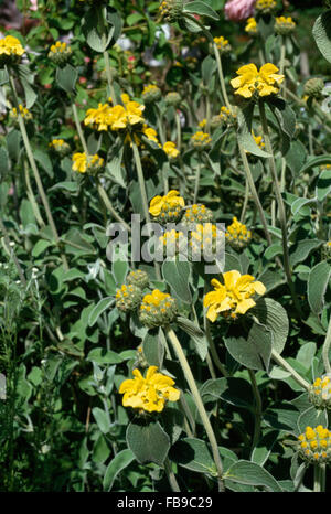 Close-up di Phlomis giallo Foto Stock