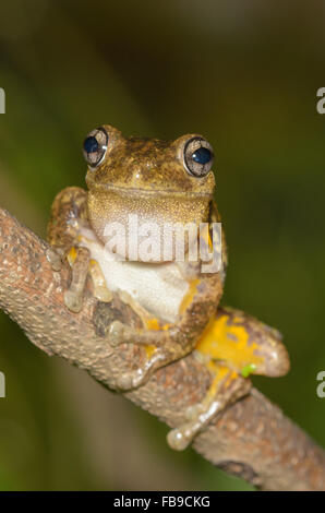 Maschio di chiamata Peron la raganella, Litoria peronii, a Glenbrook, Nuovo Galles del Sud, Australia. Foto Stock