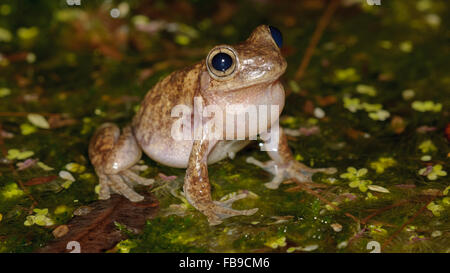 Maschio di chiamata Peron la raganella, Litoria peronii, a Glenbrook, Nuovo Galles del Sud, Australia. Foto Stock