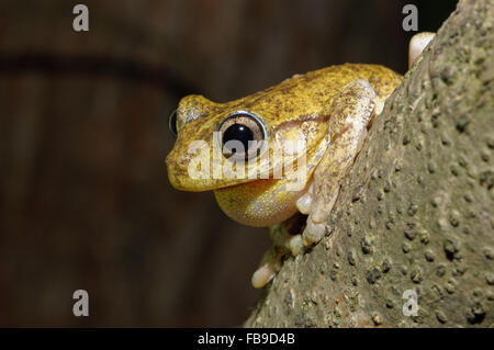 Maschio di chiamata Peron la raganella, Litoria peronii, a Glenbrook, Nuovo Galles del Sud, Australia. Foto Stock