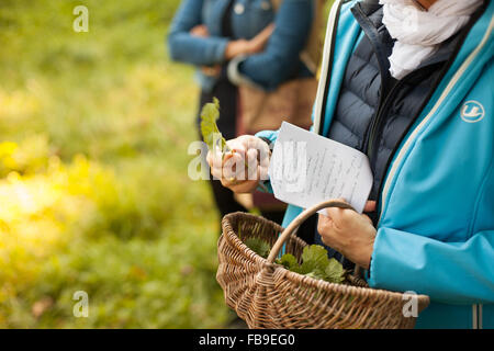 Erbe raccolte in una passeggiata con Heidemarie Fritsche, Schlossgarten Berlino-buch, 3 ottobre 2015 Foto Stock