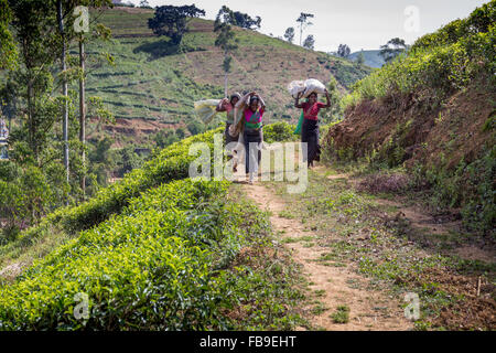 Le donne che lavorano in una piantagione di tè di portare il loro raccolto per essere ponderata, distretto Hatton,quartiere Adam il picco di Sri Lanka Foto Stock