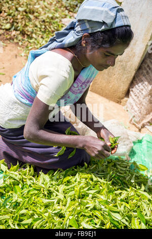 Le donne che lavorano in una piantagione di tè di portare il loro raccolto per essere ponderata, distretto Hatton,quartiere Adam il picco di Sri Lanka Foto Stock