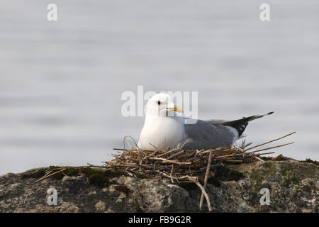 Gabbiano comune (Larus canus) nel nido, Inari, Lapponia, Finlandia Foto Stock