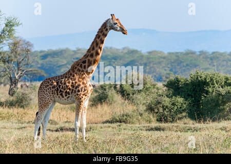 La Rothschild giraffe (Giraffa camelopardalis rothschildi), il lago Nakuru National Park, Kenya Foto Stock