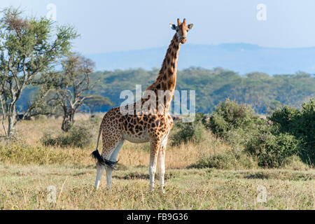 La Rothschild giraffe (Giraffa camelopardalis rothschildi), il lago Nakuru National Park, Kenya Foto Stock