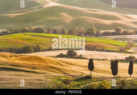 Estate Toscana paesaggio con cipressi Foto Stock