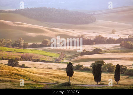 Cipressi su colture mature campo inondati di luce del tramonto, Toscana Italia Foto Stock