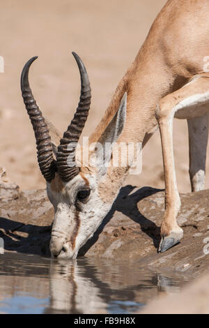 Springbok (Antidorcas marsupialis) bevendo al waterhole, transfrontaliero Kgalagadi National Park, nel nord della provincia del Capo Foto Stock