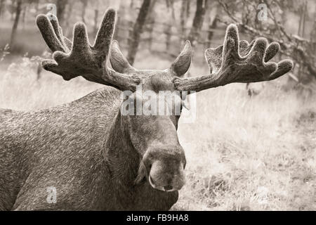 Elk (Alces alces), Bull, ritratto, captive, Troms, Norvegia Foto Stock