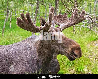 Elk (Alces alces), Bull, ritratto, captive, Troms, Norvegia Foto Stock