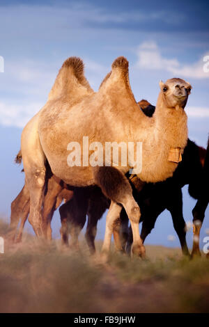 Bactrian cammelli nel deserto del Gobi, Mongolia. Foto Stock