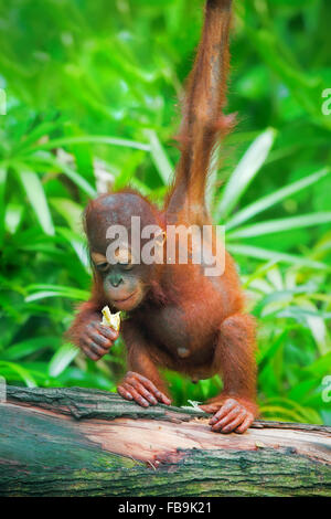 Wild Borneo Orangutan Foto Stock