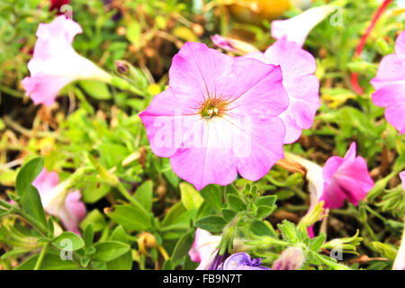 Rosa nelle petunie fiori Foto Stock