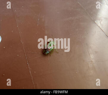 Adulto di ginepro bug di protezione (Cyphostethus tristriatus) su un giardino marrone bidone dei rifiuti Foto Stock