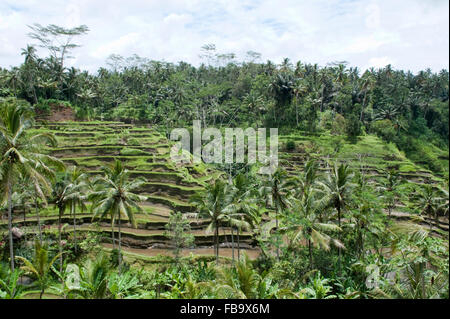 Campi terrazzati in Tegallalang, Bali, Indonesia Foto Stock