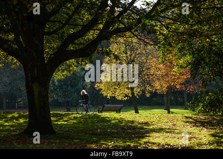 Astley Park, Chorley Lancashire. Uomo in bicicletta attraverso il parco su una calda e soleggiata giornata autunnale. Foto Stock