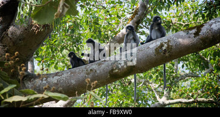Il dusky langur, spectacled langur o foglia spectacled monkey (Trachypithecus obscurus) è una specie di primate in Cercopit Foto Stock
