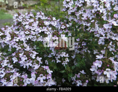 Mint tarma (Pyrausta aurata) poggiante su comuni di timo (Thymus vulgaris) Foto Stock