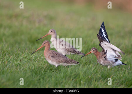 Appena arrivati gregge di black-tailed godwits ( Limosa limosa ) in allevamento del piumaggio alla ricerca di cibo su un vasto prato. Foto Stock