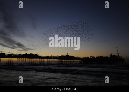 Muratura di migliaia di uccelli (starlings) all'alba mentre lasciano il loro luogo di caccia sotto il molo di Brighton nell'East Sussex, in Inghilterra. Foto Stock