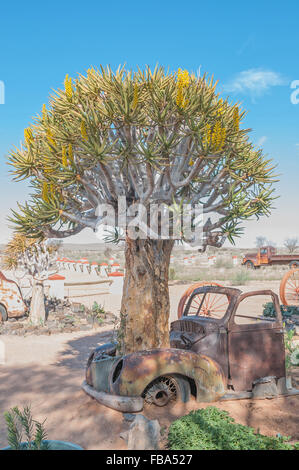 Il Fish River Canyon, NAMIBIA - Giugno 17, 2011: una fioritura faretra albero che cresce attraverso il cofano di una vecchia auto in un lodge vicino al Foto Stock