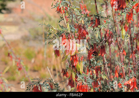 Il cancro bush, anche chiamato pisello di palloncino, allo stato libero i Giardini Botanici di Bloemfontein, Sud Africa Foto Stock