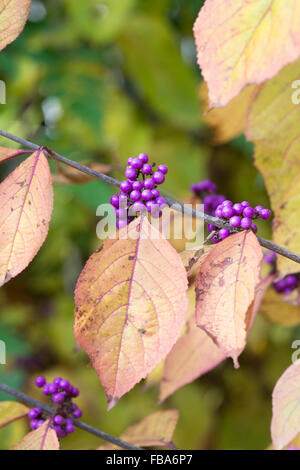 Callicarpa Bodinieri 'Imperial perla'. Beautyberry in autunno Foto Stock