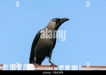 In prossimità di una casa indiana Crow (Corvus splendens), uno degli uccelli più comuni in Goa, India, Asia Foto Stock