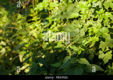 Ortica (Urtica dioica) impianto crescente sotto la luce diretta del sole Foto Stock