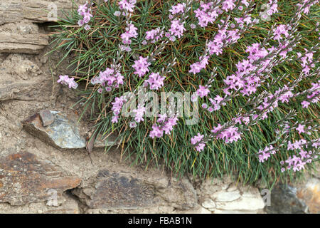 Albicocca, Acantholimon acerosum piante alpine pietra rocciosa Foto Stock