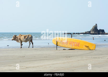 Una vacca sacra sorge a fianco di un surf rescue surfboard su Arambol Beach a Nord Goa, India Foto Stock