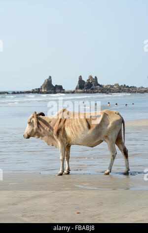 Una vacca sacra vaga lungo il litorale su Arambol Beach a Nord Goa, India Foto Stock