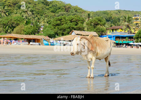 Una vacca sacra vaga lungo il litorale su Arambol Beach a Nord Goa, India Foto Stock