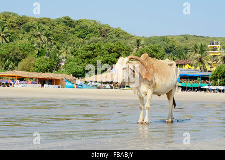 Una vacca sacra vaga lungo il litorale su Arambol Beach a Nord Goa, India Foto Stock