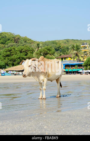 Una vacca sacra vaga lungo il litorale su Arambol Beach a Nord Goa, India Foto Stock