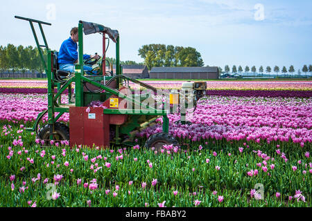 Macchina agricola, vicino a Keukenhof, Paesi Bassi Foto Stock